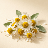 Chamomile Flower