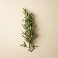 Rosemary Leaf